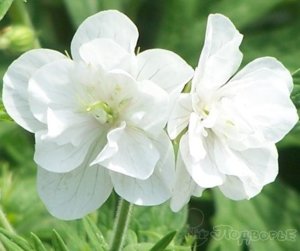Герань луговая Лаура Geranium pratense Laura_ 53916.jpg