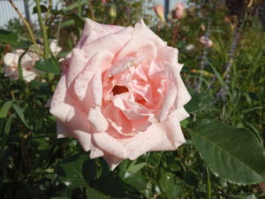 IMG_20190907_100352.jpg