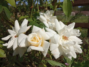 IMG_20190910_133348.jpg