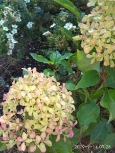 IMG_20190914_092856.jpg