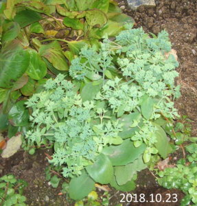 2018.10.23_ф_ CIMG3403.jpg