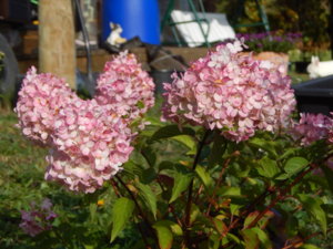 DSCN9903.JPG