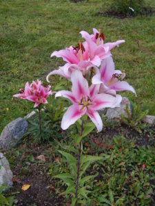 DSCN0083.JPG