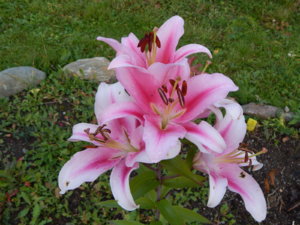 DSCN0085.JPG