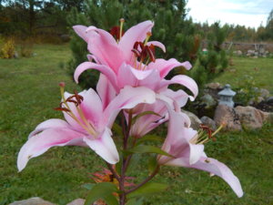 DSCN0086.JPG