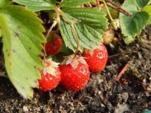 DSCN9935.JPG