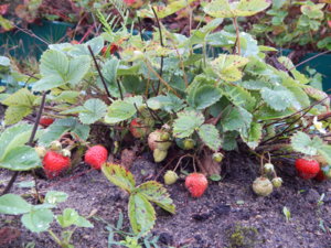 DSCN9993.JPG