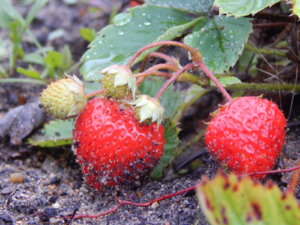 DSCN9994.JPG