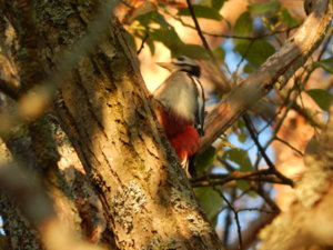 DSCN0220.JPG
