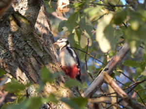 DSCN0223.JPG