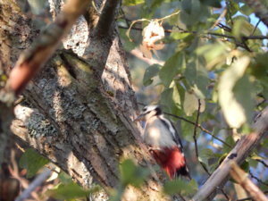 DSCN0226.JPG