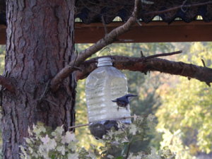DSCN0243.JPG