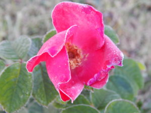 DSCN0190.JPG