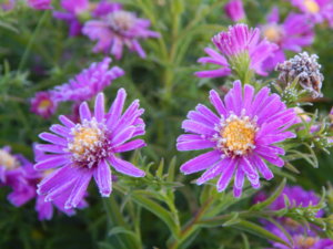DSCN0208.JPG