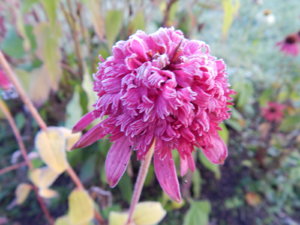 DSCN0210.JPG