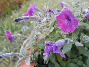 DSCN0215.JPG