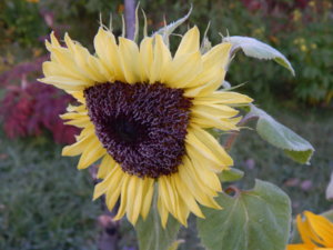 DSCN0216.JPG