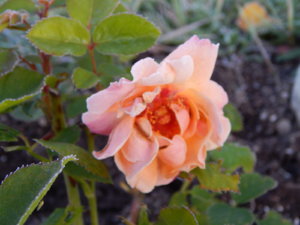 DSCN0193.JPG