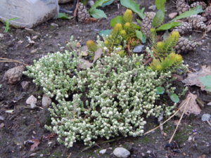 DSCN0061.JPG