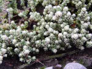 DSCN0062.JPG