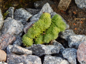 DSCN4300.JPG