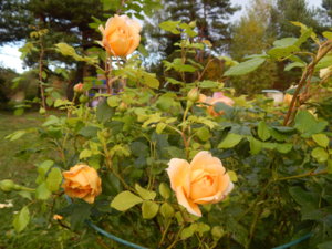 DSCN0009.JPG