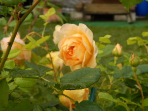 DSCN0010.JPG