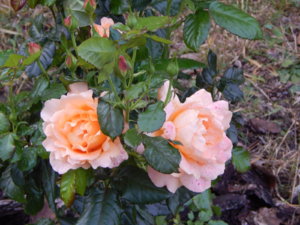 DSCN0035.JPG