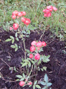 DSCN0036.JPG