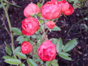 DSCN0037.JPG