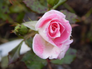 DSCN0042.JPG