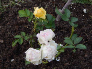 DSCN0044.JPG