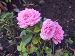 DSCN0077.JPG