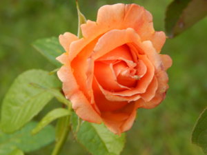 DSCN0089.JPG
