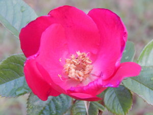 DSCN0093.JPG