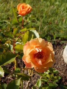 DSCN9912.JPG