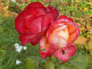DSCN9933.JPG