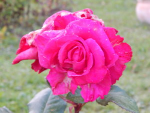 DSCN0163.JPG