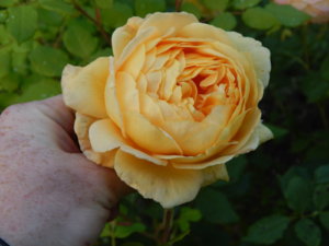 DSCN0186.JPG