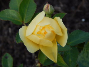 DSCN0269.JPG