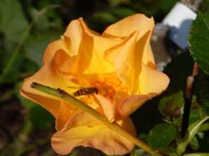 DSCN9904.JPG