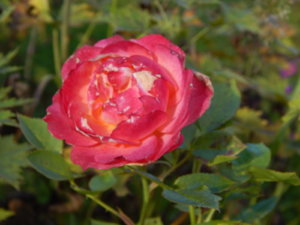DSCN9911.JPG