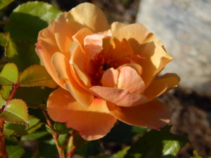 DSCN9918.JPG