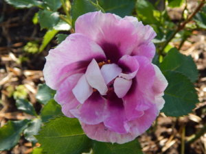 DSCN9921.JPG