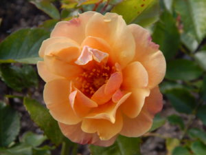 DSCN9929.JPG