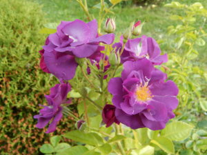 DSCN9941.JPG
