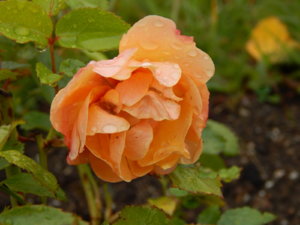 DSCN9971.JPG