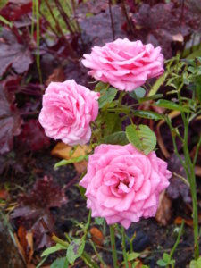 DSCN9982.JPG