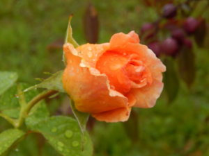 DSCN9992.JPG