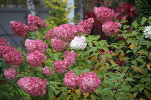IMG_1971.JPG
